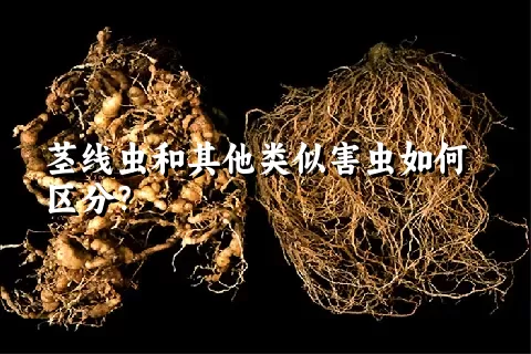 茎线虫和其他类似害虫如何区分？