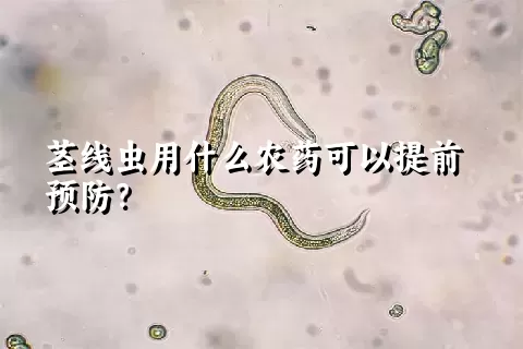 茎线虫用什么农药可以提前预防？