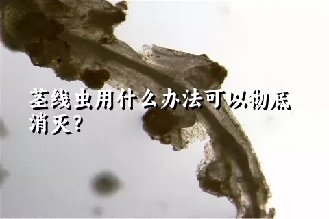 茎线虫用什么办法可以彻底消灭？