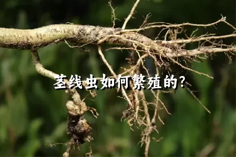 茎线虫如何繁殖的？