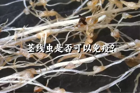 茎线虫是否可以免疫？