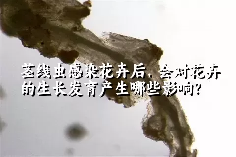 茎线虫感染花卉后，会对花卉的生长发育产生哪些影响？