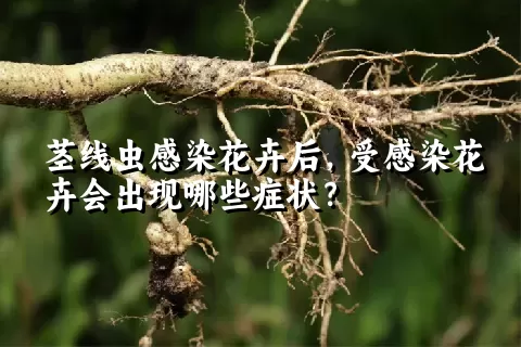 茎线虫感染花卉后，受感染花卉会出现哪些症状？