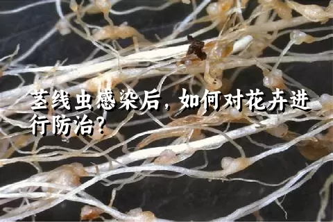 茎线虫感染后，如何对花卉进行防治？