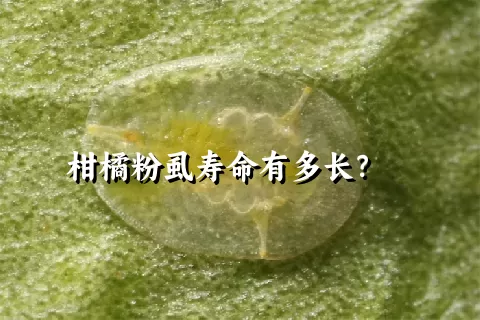 柑橘粉虱寿命有多长？    