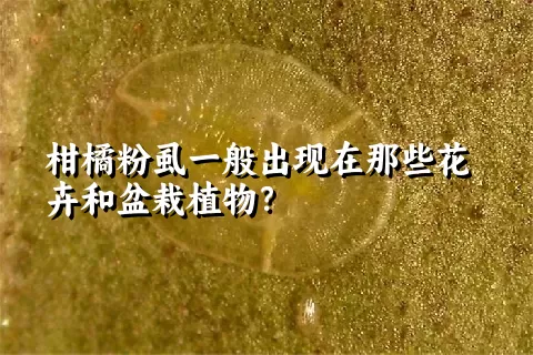 柑橘粉虱一般出现在那些花卉和盆栽植物？