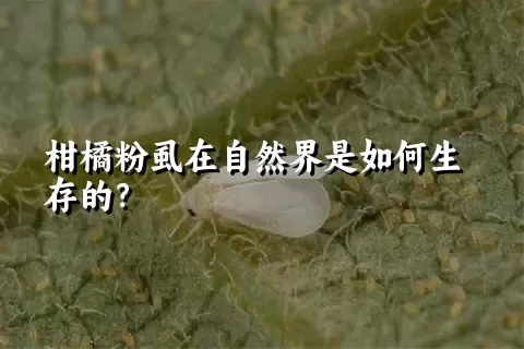 柑橘粉虱在自然界是如何生存的？