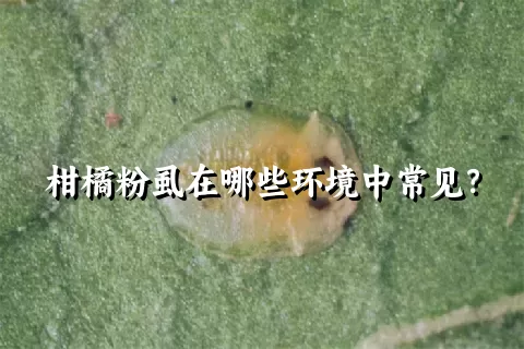 柑橘粉虱在哪些环境中常见？