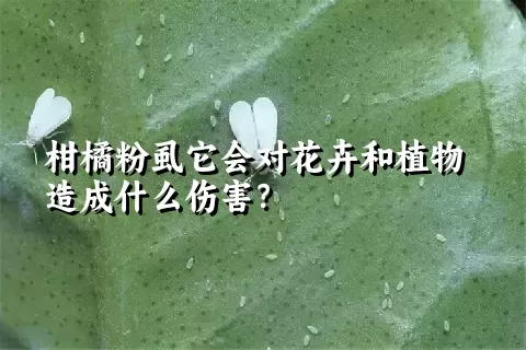 柑橘粉虱它会对花卉和植物造成什么伤害？