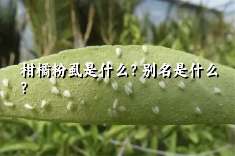 柑橘粉虱是什么？别名是什么？