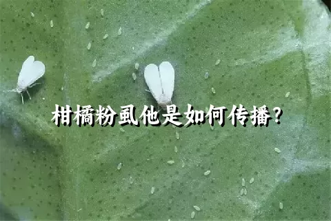 柑橘粉虱他是如何传播？