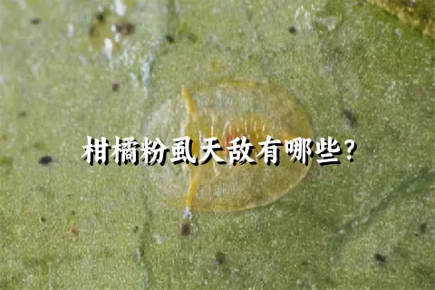 柑橘粉虱天敌有哪些？