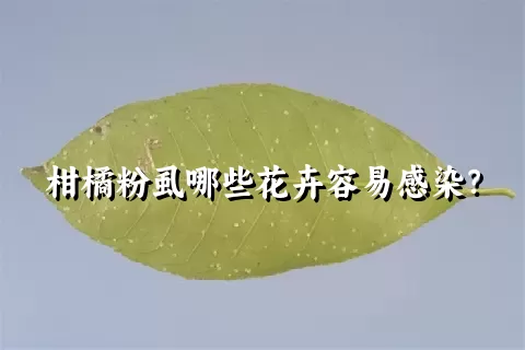 柑橘粉虱哪些花卉容易感染？