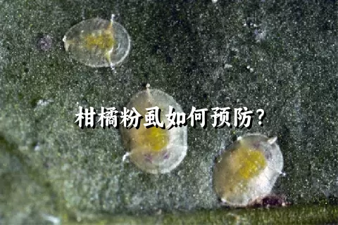 柑橘粉虱如何预防？