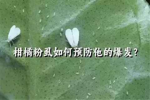 柑橘粉虱如何预防他的爆发？