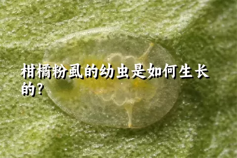 柑橘粉虱的幼虫是如何生长的？