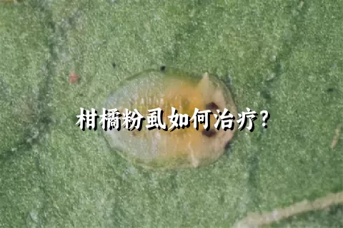 柑橘粉虱如何治疗？