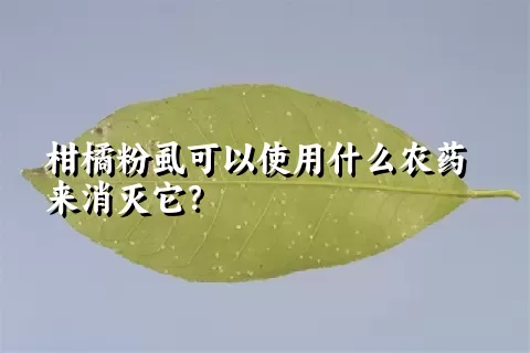 柑橘粉虱可以使用什么农药来消灭它？