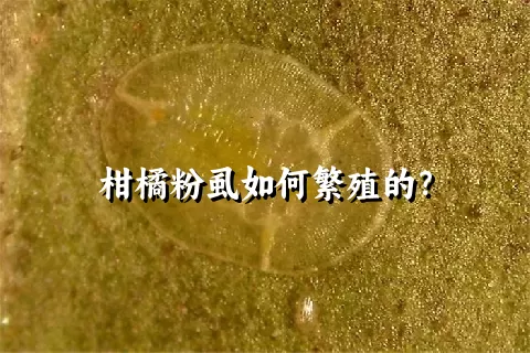 柑橘粉虱如何繁殖的？