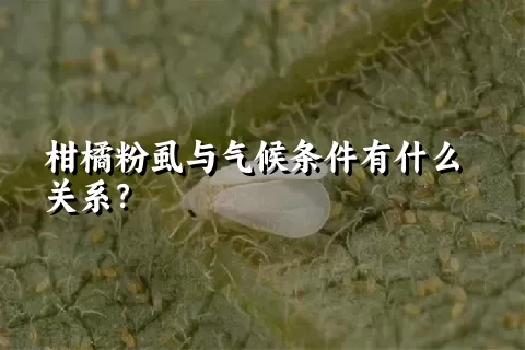 柑橘粉虱与气候条件有什么关系？