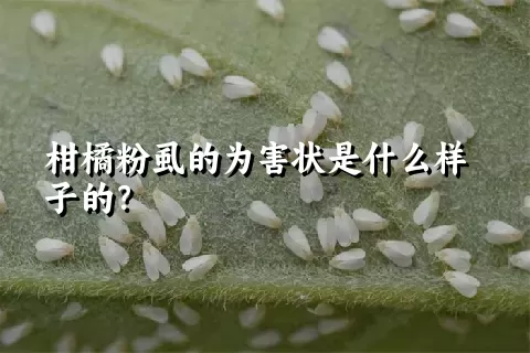 柑橘粉虱的为害状是什么样子的？