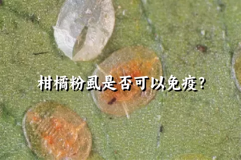 柑橘粉虱是否可以免疫？