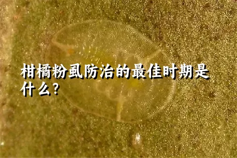 柑橘粉虱防治的最佳时期是什么？