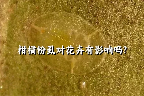 柑橘粉虱对花卉有影响吗?