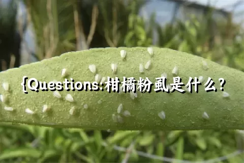 柑橘粉虱是什么?