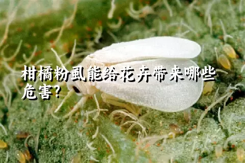 柑橘粉虱能给花卉带来哪些危害?