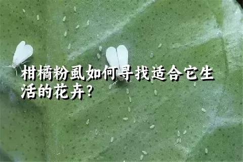 柑橘粉虱如何寻找适合它生活的花卉？