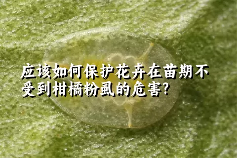 应该如何保护花卉在苗期不受到柑橘粉虱的危害?