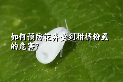 如何预防花卉受到柑橘粉虱的危害？