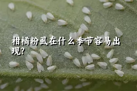 柑橘粉虱在什么季节容易出现?