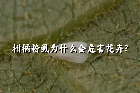 柑橘粉虱为什么会危害花卉?