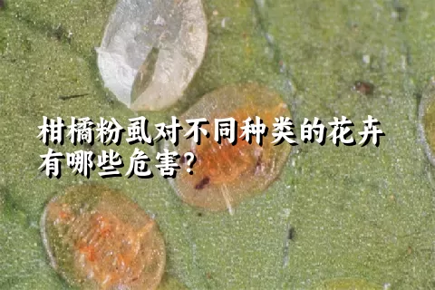 柑橘粉虱对不同种类的花卉有哪些危害？