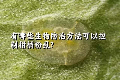 有哪些生物防治方法可以控制柑橘粉虱?