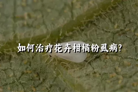 如何治疗花卉柑橘粉虱病?