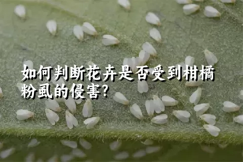 如何判断花卉是否受到柑橘粉虱的侵害?