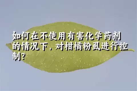 如何在不使用有害化学药剂的情况下，对柑橘粉虱进行控制？