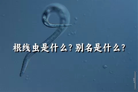 根线虫是什么？别名是什么？