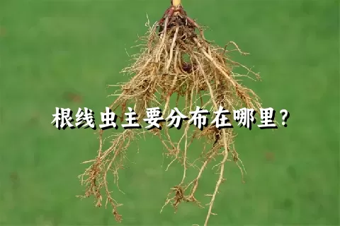 根线虫主要分布在哪里？