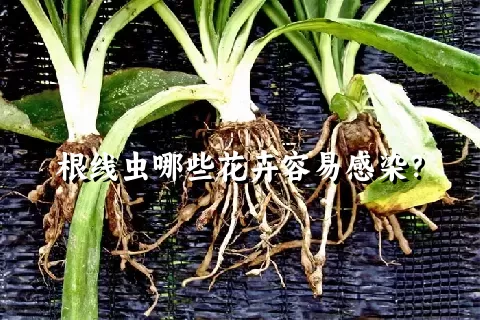 根线虫哪些花卉容易感染？