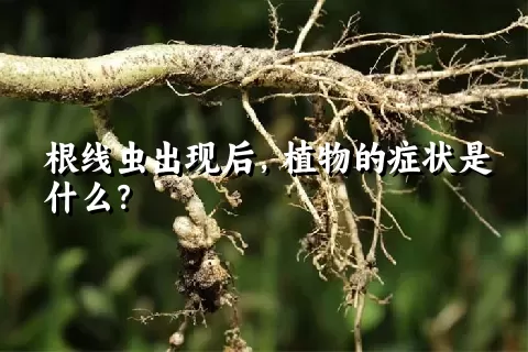 根线虫出现后，植物的症状是什么？