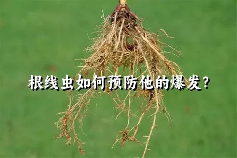 根线虫如何预防他的爆发？