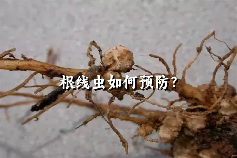 根线虫如何预防？