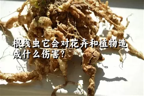 根线虫它会对花卉和植物造成什么伤害？