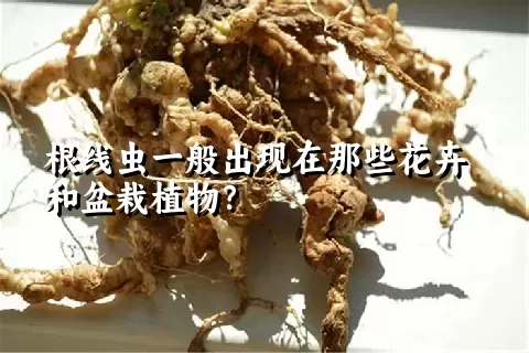 根线虫一般出现在那些花卉和盆栽植物？