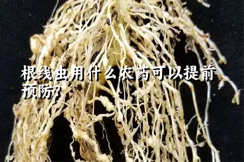 根线虫用什么农药可以提前预防？