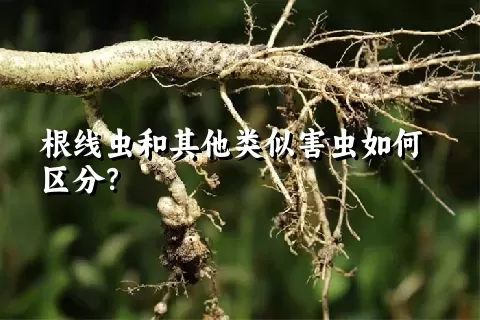 根线虫和其他类似害虫如何区分？